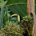 8964 Chestnut-mandibled Toucan (Ramphastos swainsonii), Costa Rica
