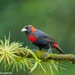 8965 Immature Crimson-collard Tanager (Ramphocelus sanguinolentus), Costa Rica