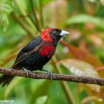 8966 Immature Crimson-collard Tanager (Ramphocelus sanguinolentus), Costa Rica