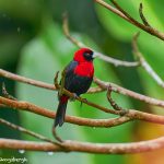 8967 Crimson-collard Tanager (Ramphocelus sanguinolentus), Costa Rica