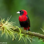 8895 Crimson-collard Tanager (Ramphocelus sanguinolentus), Costa Rica