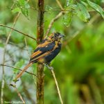 8954 Immature White-lined Tanager (Tachyphonus rufus), Costa Rica