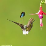 8995 Booted Racket-tail Hummingbird (Ocreatus underwoodii), Tandayapa Bird Lodge, Ecuador