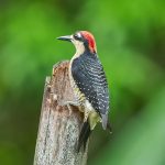 8897 Black-cheeked Woodpecker (Melanerpes pucherani), Costa Rica