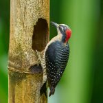 8898 Black-cheeked Woodpecker (Melanerpes pucherani), Costa Rica