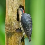 8899 Black-cheeked Woodpecker (Melanerpes pucherani), Costa Rica