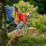 8480 Scarlet Macaw (Ara macao), Costa Rica