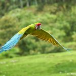 8485 Great Green Macaw (Ara ambiguus), Costa Rica