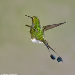 9010 Booted Racket-tail Hummingbird (Ocreatus underwoodii), Tandayapa Bird Lodge, Ecuador
