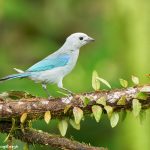 9018 Blue-Gray Tanager (Thraupis episcopus), Ecuador