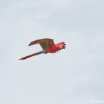 8484 Scarlet Macaw (Ara macao), Costa Rica