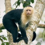 8786 White-Faced (Capuchin) Monkey (Cebus capucinus), Costa Rica