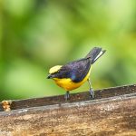 9021 Thick-billed Euphonia (Euphonia laniirostris), Ecuador