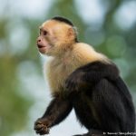8788 White-Faced (Capuchin) Monkey (Cebus capucinus), Costa Rica
