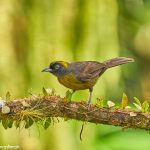 9023 Dusky-faced Tanager (Mitrospingus cassinii), Ecuador