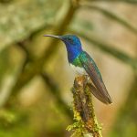 9024 White-necked Jacobin (Florisuga mellivora), Ecuador