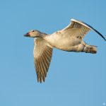 8354 Snow Goose (Chen caerulescens), Bosque del Apache, NM