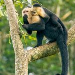 8790 White-Faced (Capuchin) Monkey (Cebus capucinus), Costa Rica