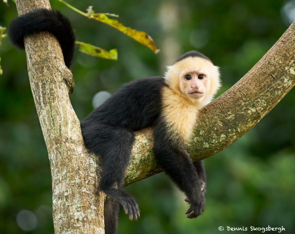 8791 White-Faced (Capuchin) Monkey (Cebus capucinus), Costa Rica ...