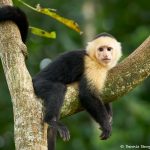 8791 White-Faced (Capuchin) Monkey (Cebus capucinus), Costa Rica