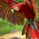 8492 Scarlet Macaw (Ara macao), Costa Rica