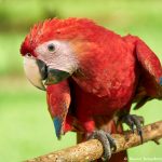 8494 Scarlet Macaw (Ara macao), Costa Rica