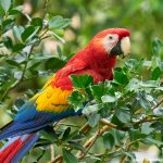 8495 Scarlet Macaw (Ara macao), Costa Rica