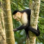 8796 White-Faced (Capuchin) Monkey (Cebus capucinus), Costa Rica