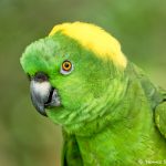 8801 Yellow-naped Parrot (Amazona auropalliata), Costa Rica