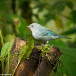 9018 Blue-Gray Tanager (Thraupis episcopus), Ecuador