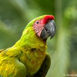 8803 Great Green Macaw (Ara ambiguus), Costa Rica