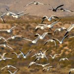 8357 Snow Geese (Chen caerulescens) and Ross Geese, Lift-Off, Bosque del Apache, NM
