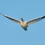 8358 Snow Goose (Chen caerulescens), Bosque del Apache, NM