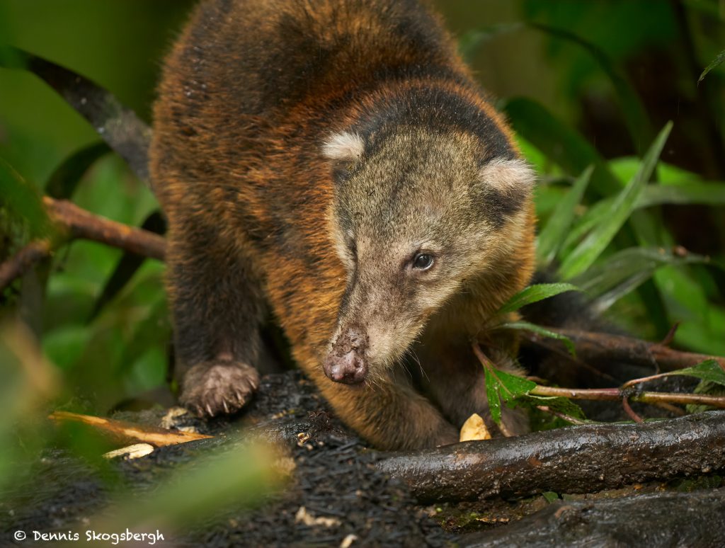 9027 Coati, Ecuador - Dennis Skogsbergh PhotographyDennis Skogsbergh ...