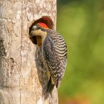 8911 Black-cheeked Woodpecker (Melanerpes pucherani), Costa Rica