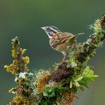 8903 Rufous-collared Sparrow (Zonotrichia capensis), Costa Rica