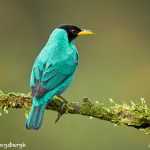 8913 Male Green Honeycreeper (Chlorophanes spiza), Costa Rica