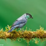 9030 Black-capped Tanager (Tangara heinei), Ecuador