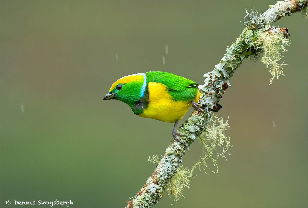 8870 Golden-browed Chlorophonia (Chlorophonia llophrys), Costa Rica ...