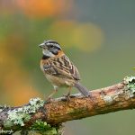 8867 Rufous-collared Sparrow (Zonotrichia capensis), Costa Rica