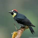 8804 Acorn Woodpecker (Melanerpes formicivorus), Costa Rica