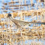 8370 Greater Roadrunner (Geococcyx californianus), Bosque del Apache, NM