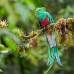 8808 Resplendent Quetzal (Pharomachrus mocinno), Costa Rica