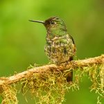 9038 Buff-tailed Coronet (Boissonneauna flacescens), Ecuador