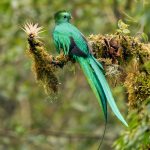 8812 Resplendent Quetzal (Pharomachrus mocinno), Costa Rica