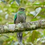 8813 Female Resplendent Quetzal (Pharomachrus mocinno), Costa Rica