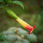 8843 Red Angel's Trumpet Flower (Brugmansia sanguinea)), Costa Rica