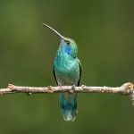 8816 Lesser Violet-ear (Colibri cyanotus), Costa Rica