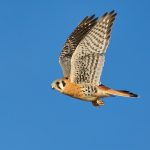 8373 American Kestrel (Falco sparverius), Bosque del Apache, NM