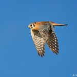 8374 American Kestrel (Falco sparverius), Bosque del Apache, NM